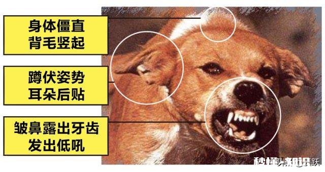 狗是人类的伴侣,有人建议让狗有坐飞机和高铁的权利,你支持吗