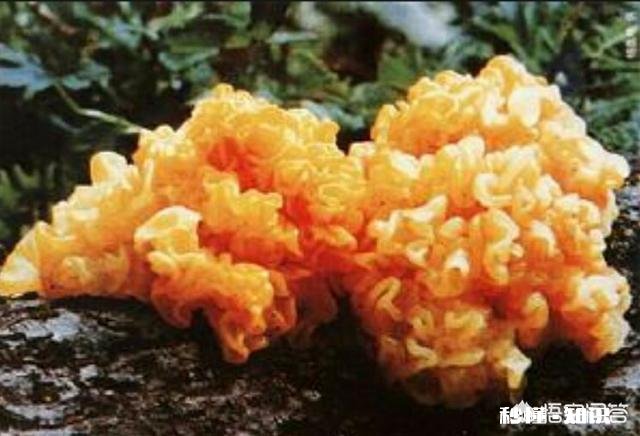 山东菏泽适合种植金耳吗