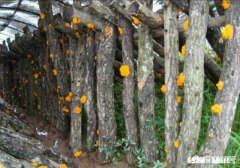 山东菏泽适合种植金耳吗