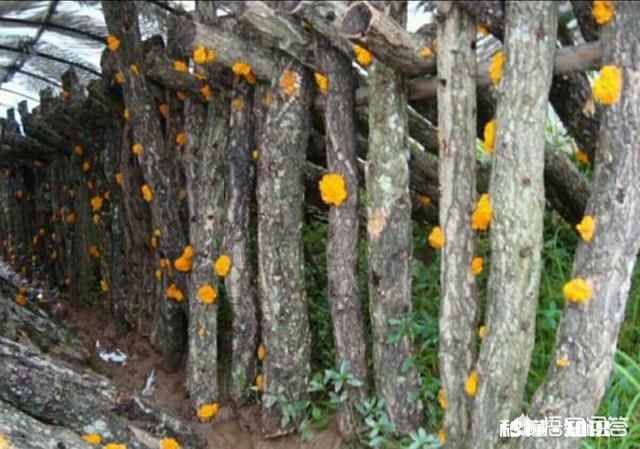 山东菏泽适合种植金耳吗