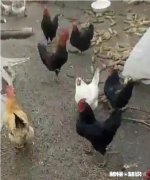 鸡拉白稀，喉咙响用什么药好