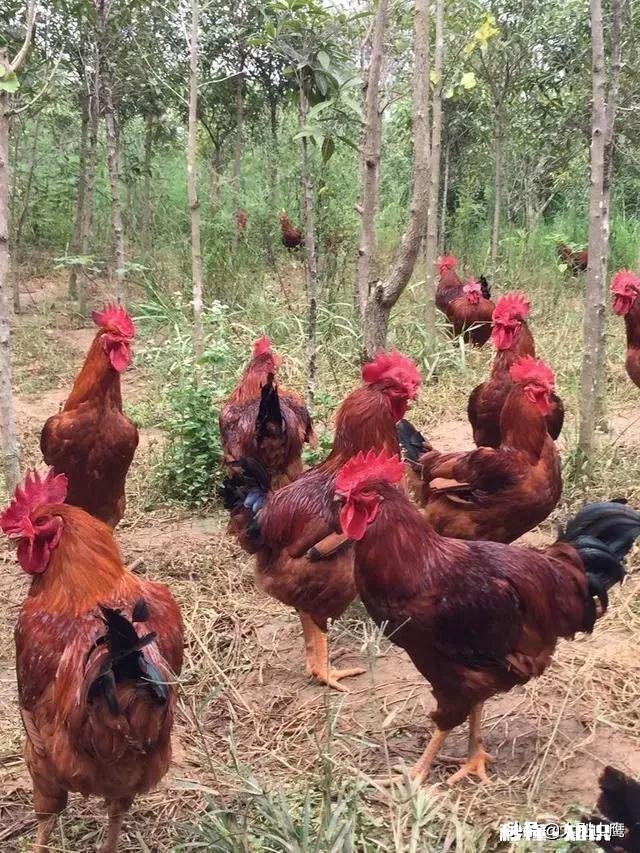 鸡拉白稀，喉咙响用什么药好