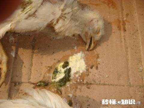 鸡拉白稀，喉咙响用什么药好