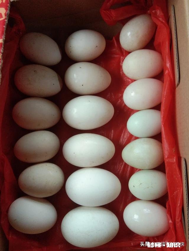 鸡拉白稀，喉咙响用什么药好