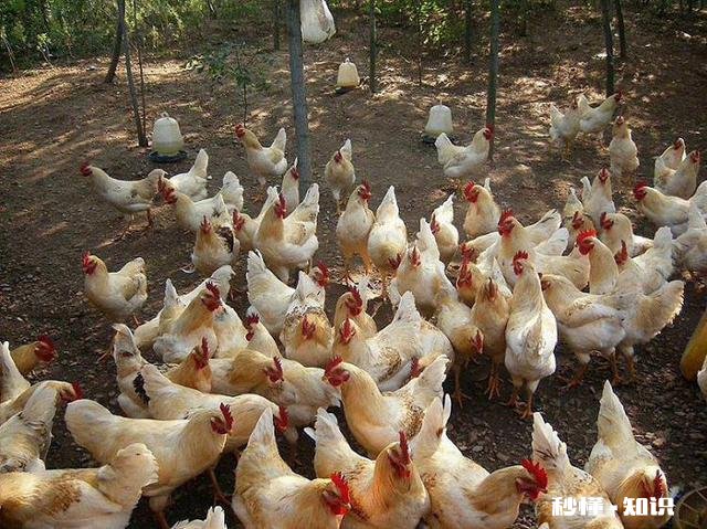 鸡拉白稀，喉咙响用什么药好