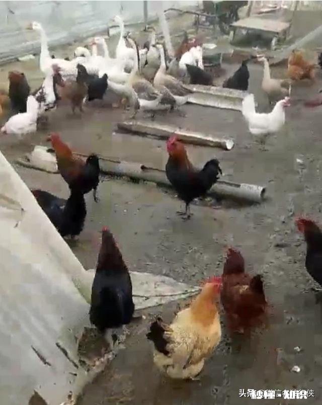 鸡拉白稀，喉咙响用什么药好