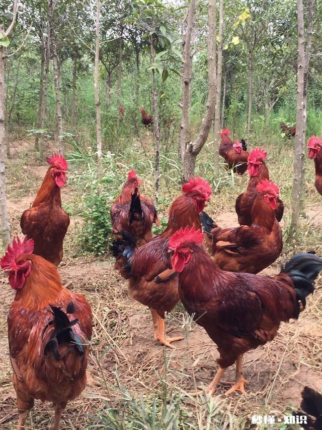 鸡拉白稀，喉咙响用什么药好