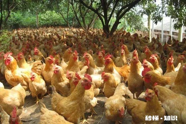 鸡拉白稀，喉咙响用什么药好