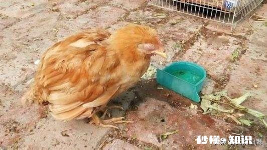 鸡拉白稀，喉咙响用什么药好