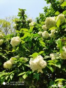 生孩子用新农合还是职工医保好