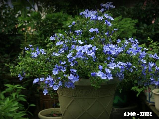 蓝雪花江浙沪地栽可以吗