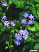 蓝雪花江浙沪地栽可以吗