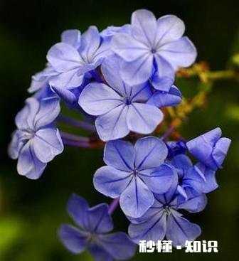 蓝雪花江浙沪地栽可以吗