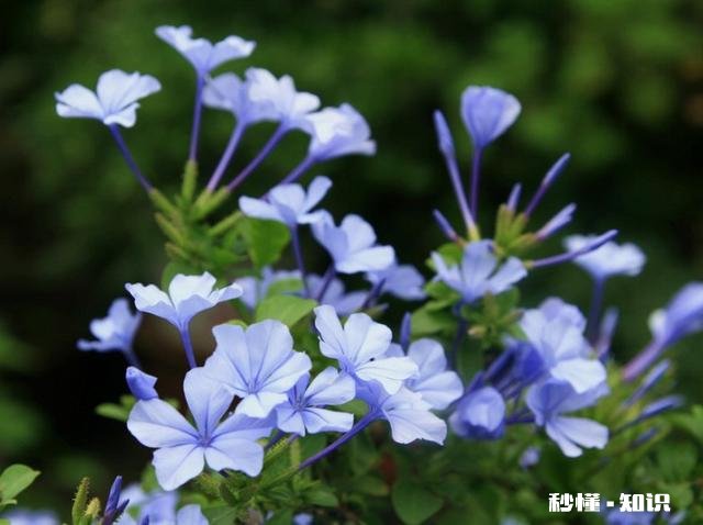 蓝雪花江浙沪地栽可以吗