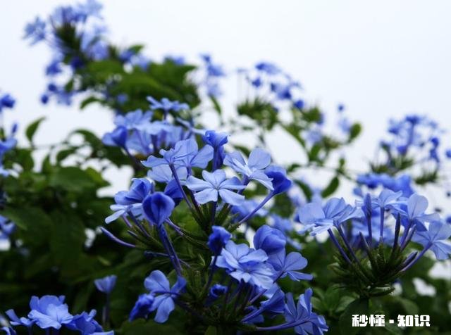 蓝雪花江浙沪地栽可以吗
