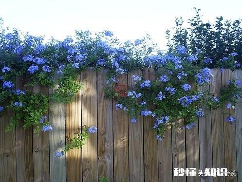 蓝雪花江浙沪地栽可以吗