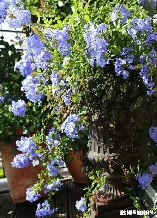 蓝雪花江浙沪地栽可以吗