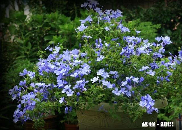 蓝雪花江浙沪地栽可以吗