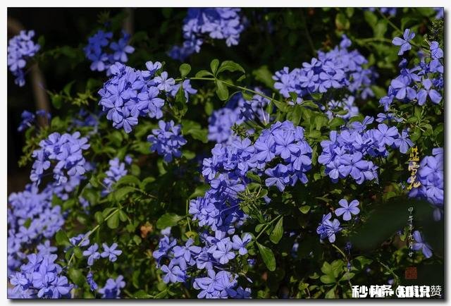 蓝雪花江浙沪地栽可以吗