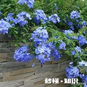 蓝雪花江浙沪地栽可以吗