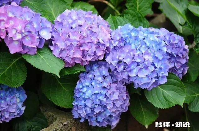 请问老师们我这个绣球是什么品种