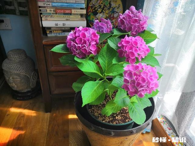 请问老师们我这个绣球是什么品种