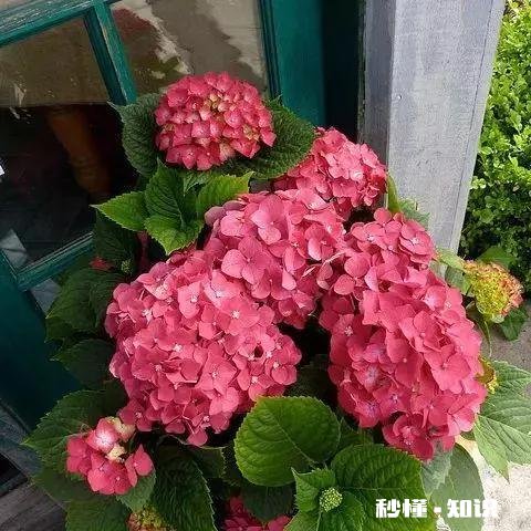 请问老师们我这个绣球是什么品种