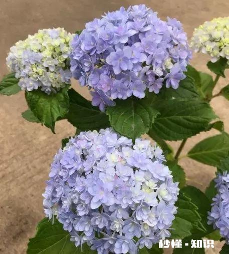 请问老师们我这个绣球是什么品种