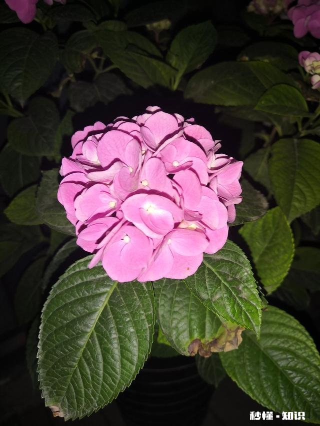 请问老师们我这个绣球是什么品种