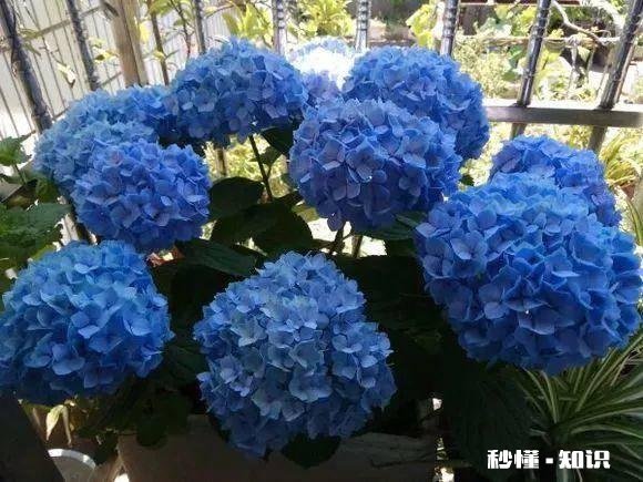 请问老师们我这个绣球是什么品种