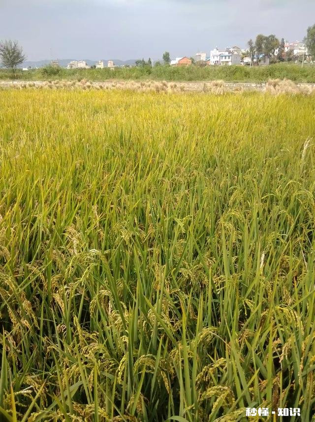 有诗意、好听的成语有哪些