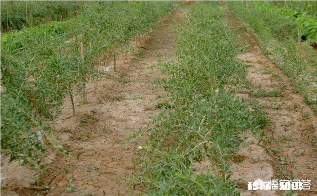 在阳台怎么种一颗枸杞