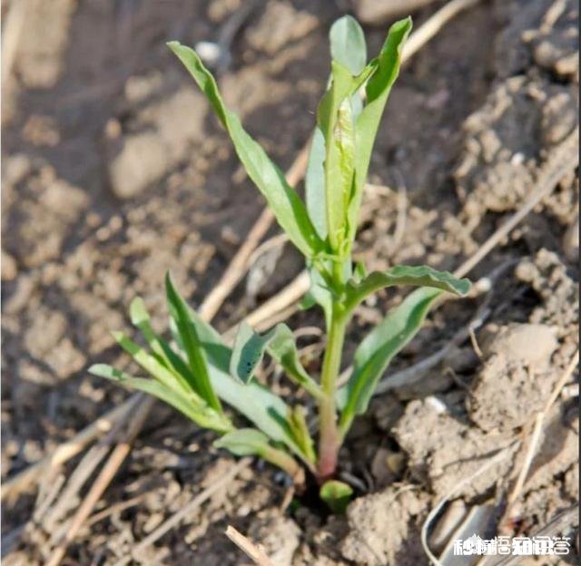在阳台怎么种一颗枸杞