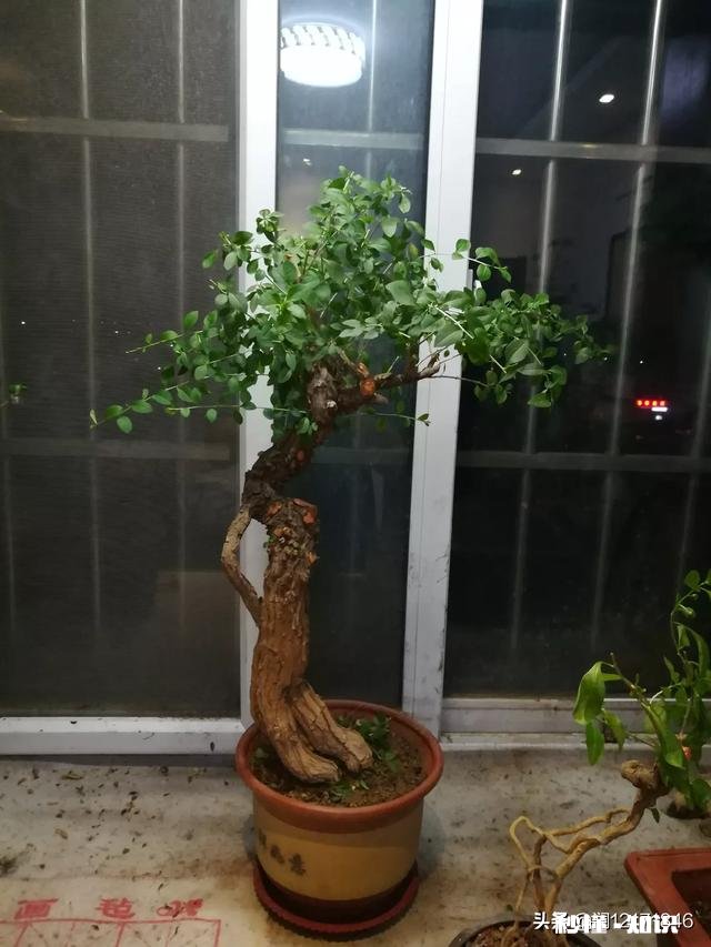 在阳台怎么种一颗枸杞