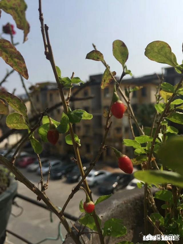 在阳台怎么种一颗枸杞