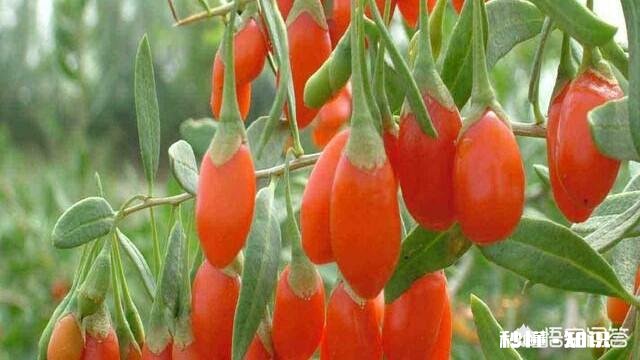 在阳台怎么种一颗枸杞