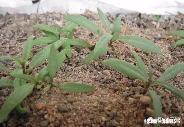 在阳台怎么种一颗枸杞