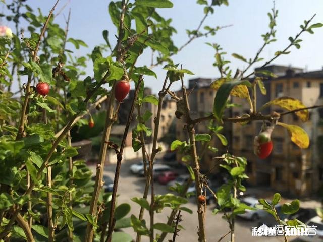 在阳台怎么种一颗枸杞