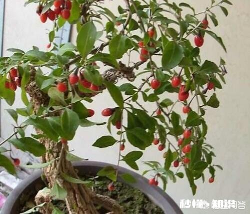 在阳台怎么种一颗枸杞