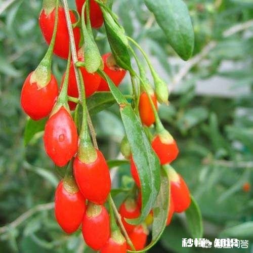 在阳台怎么种一颗枸杞