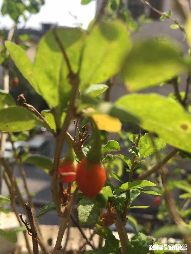 在阳台怎么种一颗枸杞