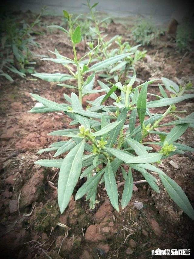 在阳台怎么种一颗枸杞