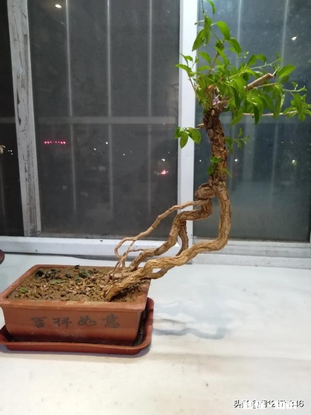 在阳台怎么种一颗枸杞