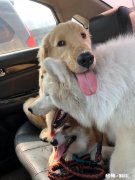 50天左右的萨摩一天该喂几顿