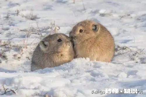 三农兴趣认证，什么样的回答才算优质的回答