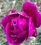 三农兴趣认证，什么样的回答才算优质的回答