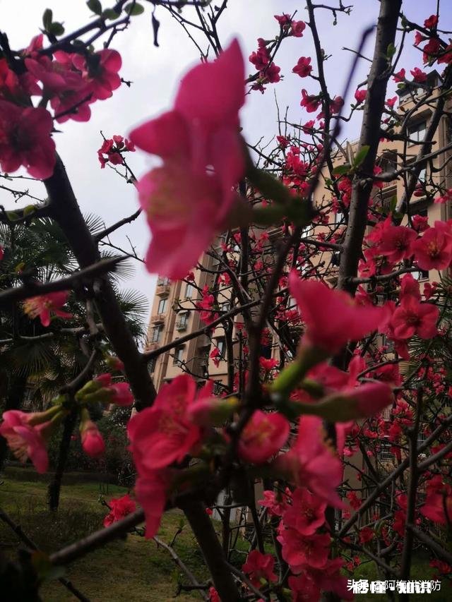 7年前前妻起诉离婚如今前妻要求复婚，我该怎么办