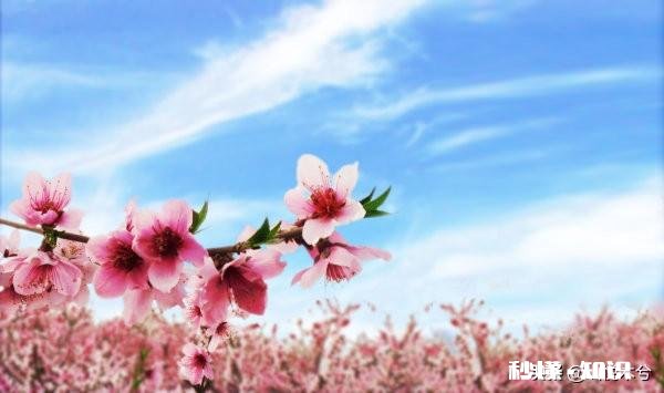 诗词摄影:“桃花春色暖先开,明媚谁人不看来。”的拍摄思路有哪些