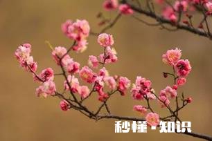 诗词摄影:“桃花春色暖先开,明媚谁人不看来。”的拍摄思路有哪些