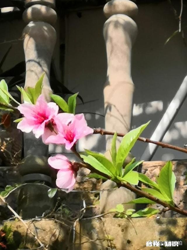 诗词摄影:“桃花春色暖先开,明媚谁人不看来。”的拍摄思路有哪些